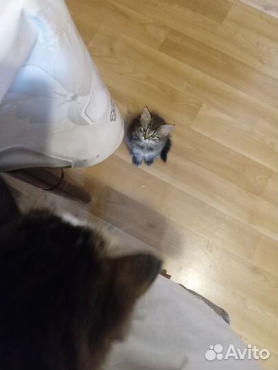 Котенок девочка