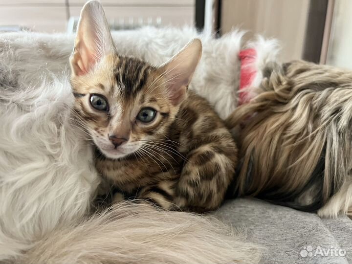 Бенгальские котята