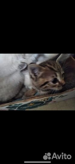 Котенок в дар бесплатно