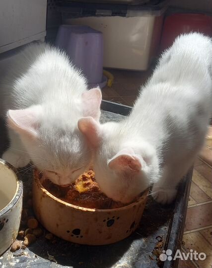 Отдам котят в добрые и заботливые руки