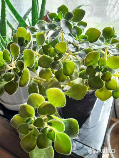 Традесканция, ахризон, хатиора