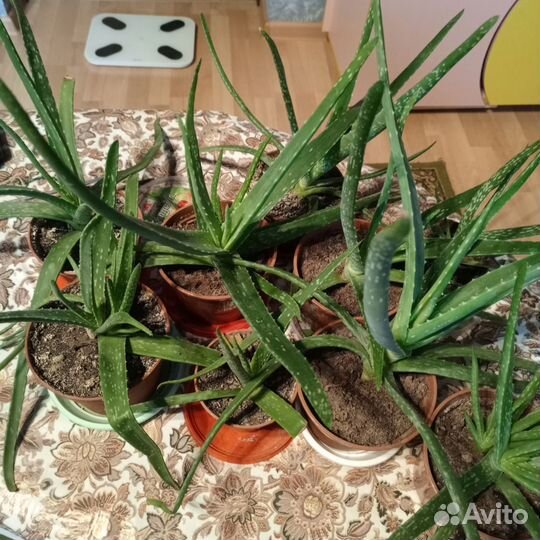 Алоэ лечебный