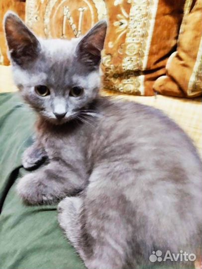 Отдам в добрые руки