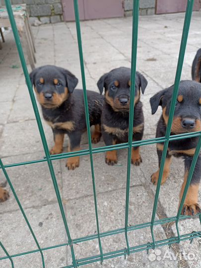 Продам щенков ротвейлера