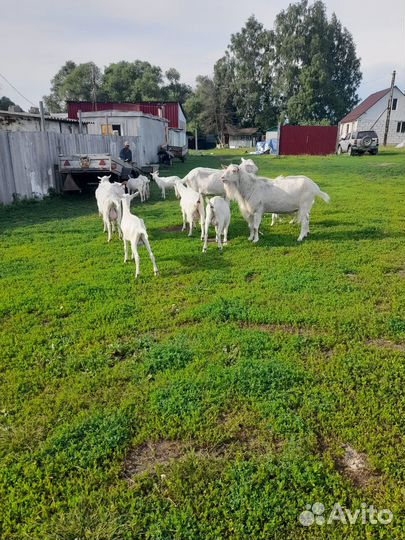 Зааненские козлики