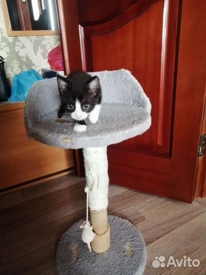 Ласковая кошечка, 2,5мес