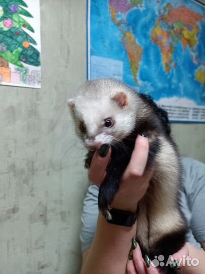 Домашний хорек вязка