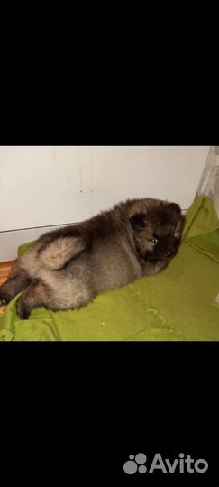 Кеесхонд-вольфшпиц