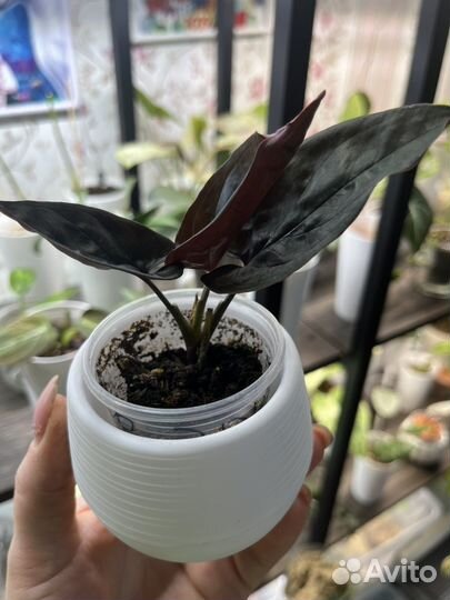 Сингониум Red arrow