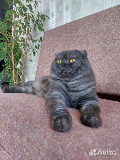 Скоттиш-фолд кот для вязка