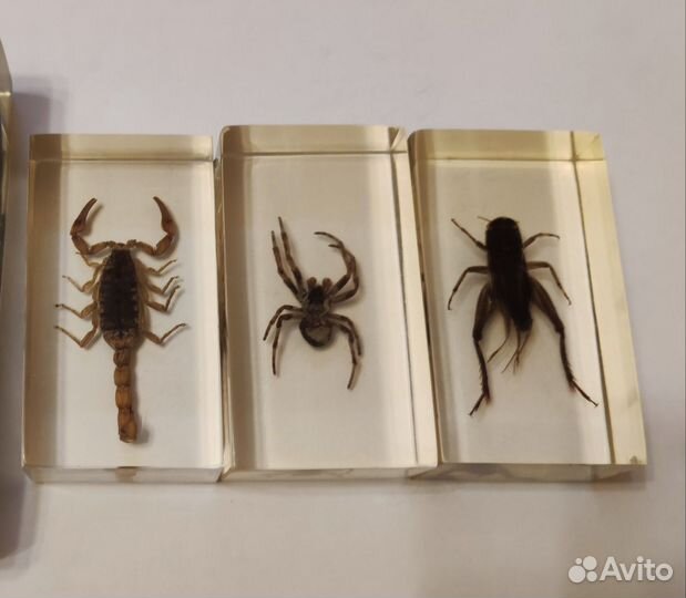 Насекомые в стекле