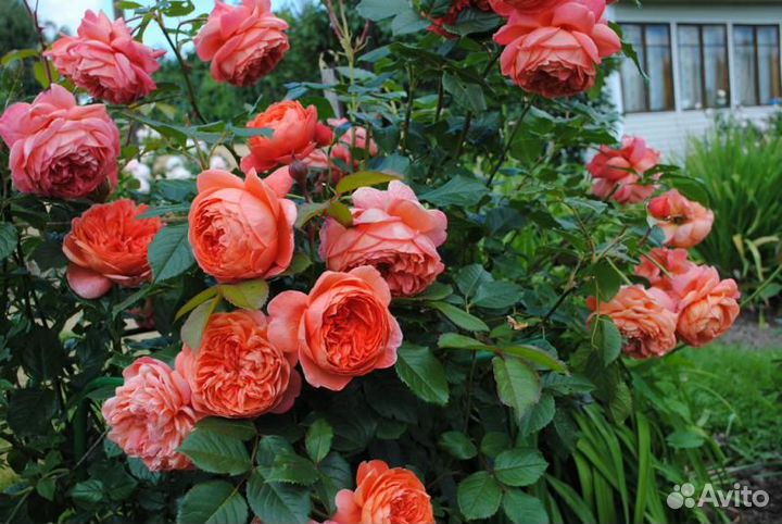 Саженцы английских роз