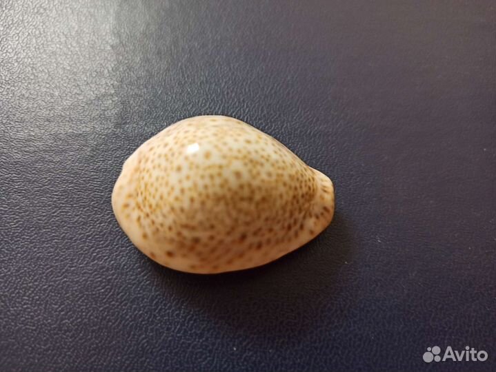 Морская раковина