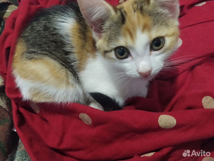 Котёнок и кошка в добрые руки бесплатно