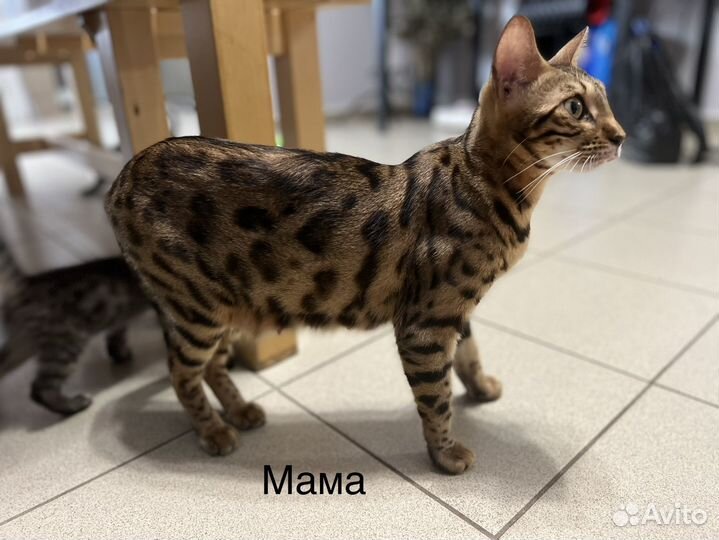 Бенгальские котята