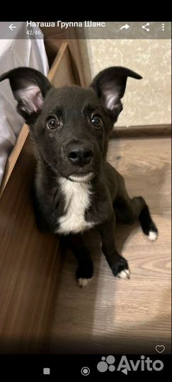 Собака в добрые руки