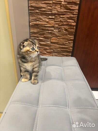 Шотландские котятки