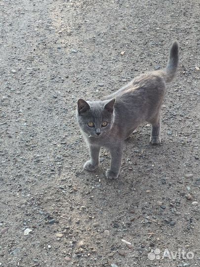 Серый пушистый котенок