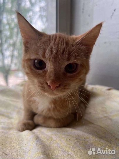 Ласкуша Николь