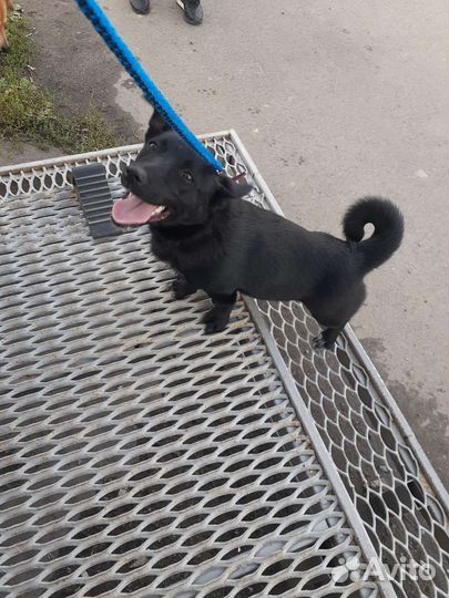 Собачка ищет дом