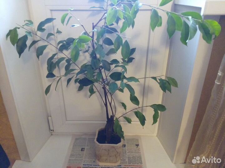 Фикусы, Джинксен, декабрист и другие цветы