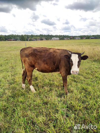 Тёлки бычки