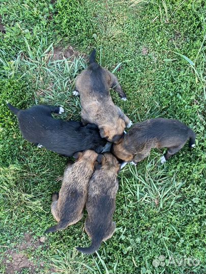 Щенки в добрые руки