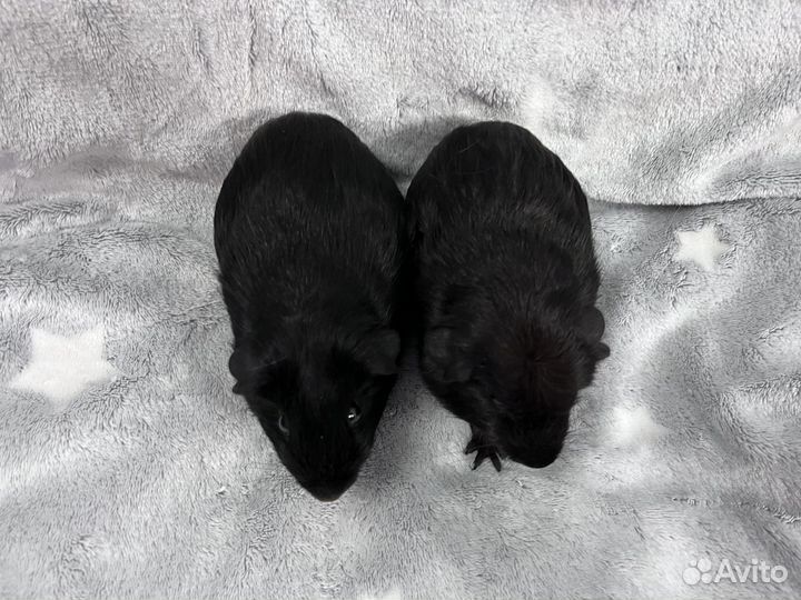 Морские свинки крестед и селф