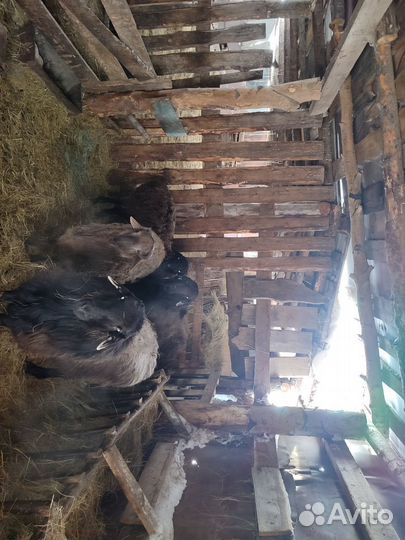 Племенные бараны