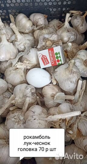Лук-чеснок Рокамболь