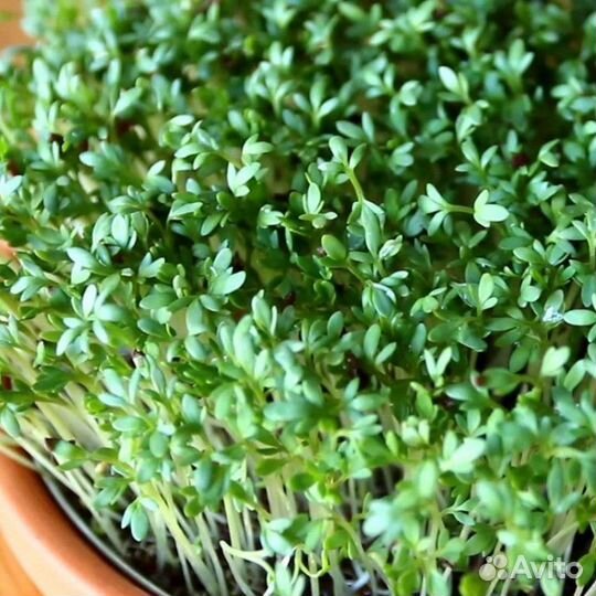 Микрозелень