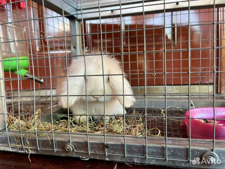 Кролик вислоухий