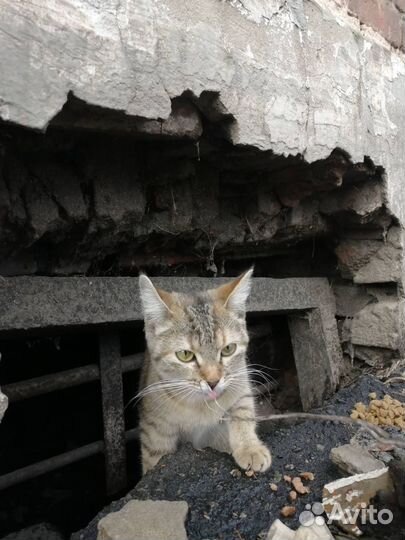 Кошечка в добрые руки