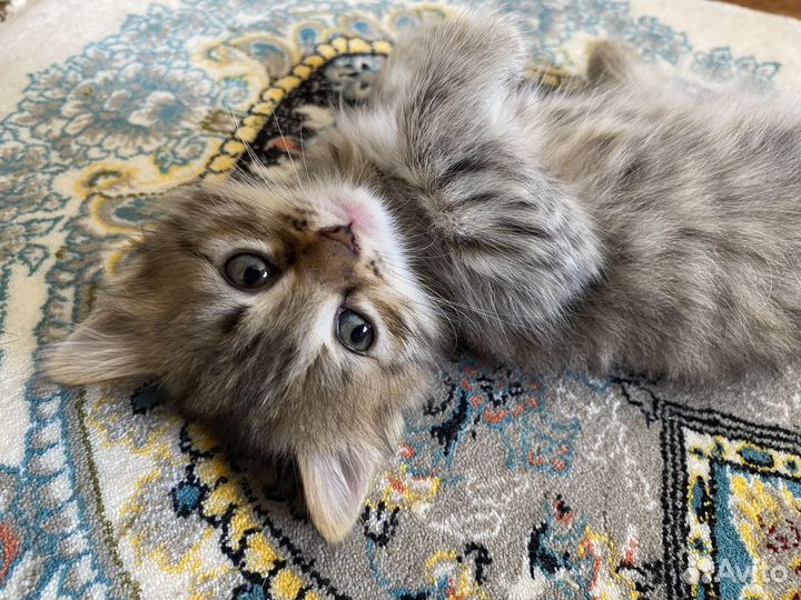 Отдаем котенка в добрые руки