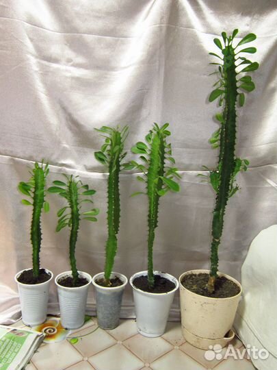 Алоэ,кактус,рэо,молочай,герань