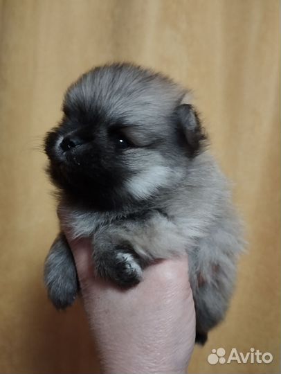 Щенки шпица