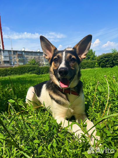 Альма в добрые ручки