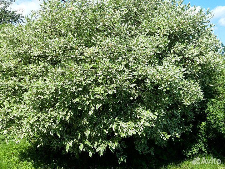 Дерен белоокаймленный кустики отростки