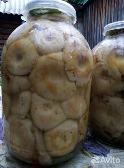 Грибы солёные Грузд