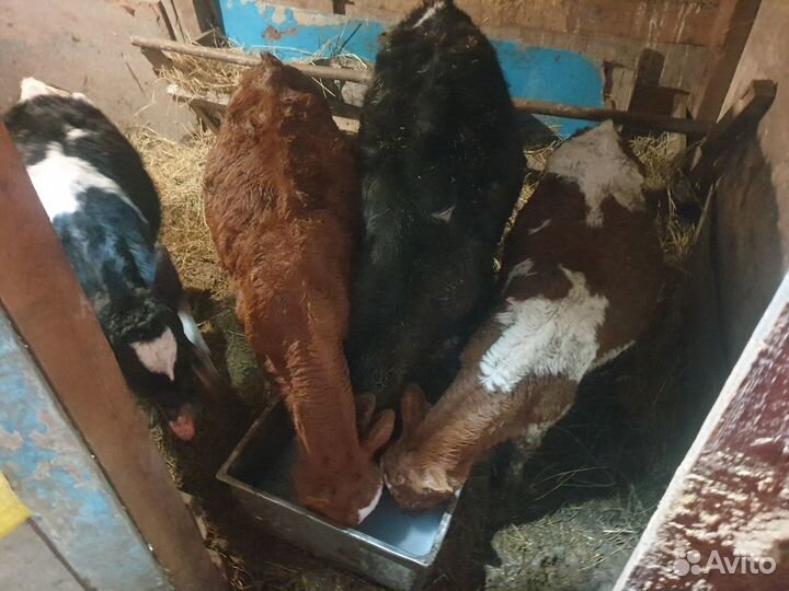 Бычки на откорм