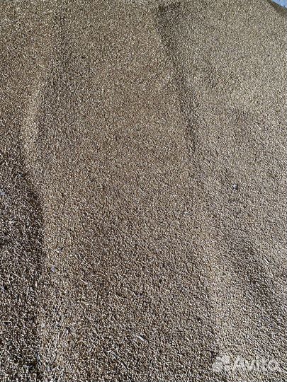 Зерно ячмень