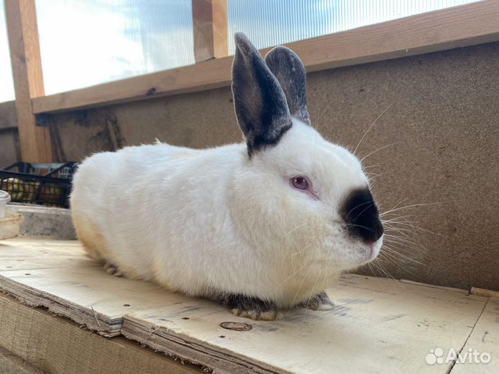 Калифорнийские кролики