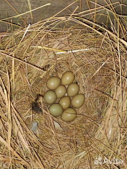 Инкубационное яйцо