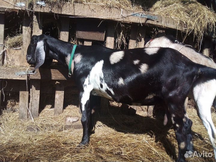 Англо- нубийская коза, 2 года