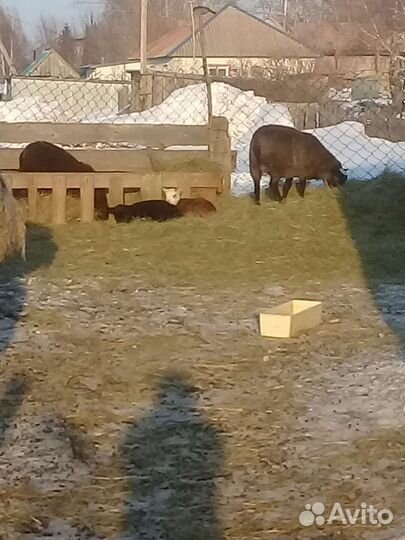 Овцы и тёлочка