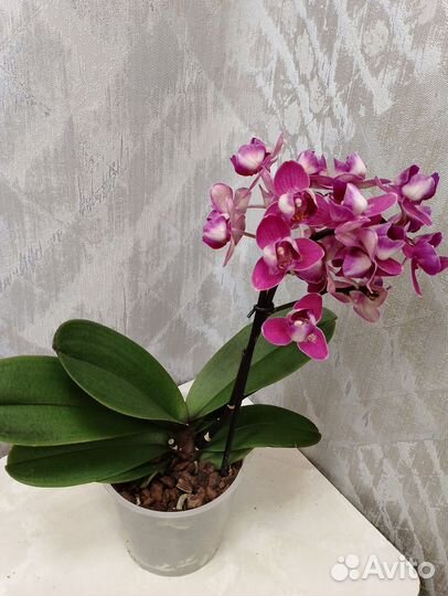Орхидея Пелор мультифлора