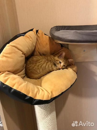 Рыжее счастье в дом