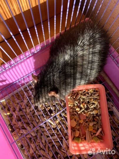 Декоративная крыса с клеткой