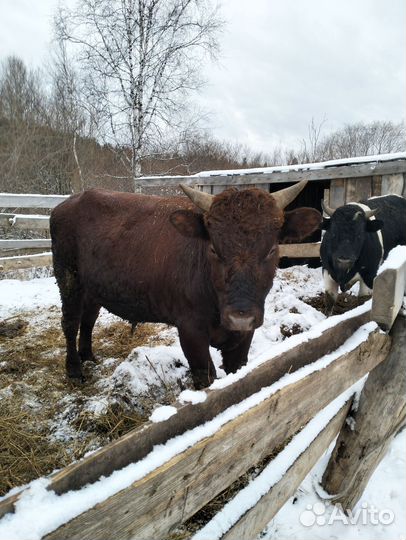 Быки на мясо