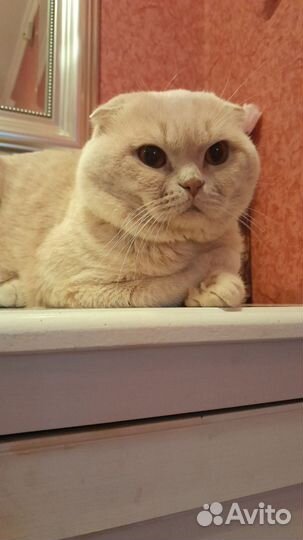 Вязка с шотландским вислоухим котом